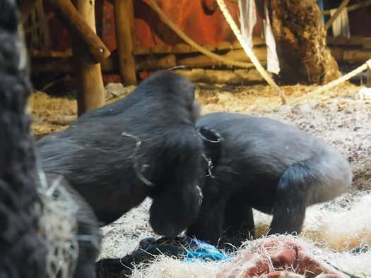 Pairi Daiza (Brugelette, Belgium)